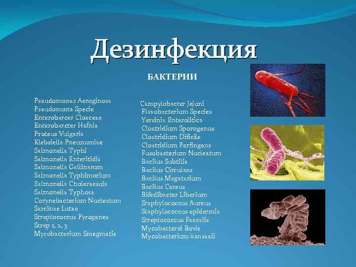 Дезинфекция БАКТЕРИИ Pseudomonas Aeroginosa Pseudomona Specie Enterobarcer Cloaceae Enterobarcter Hafnia Proteus Vulgaris Klebsiella Pneumoniae