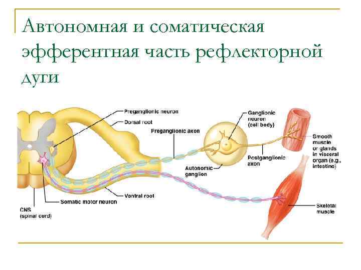 Заполните схему соматическая рефлекторная дуга