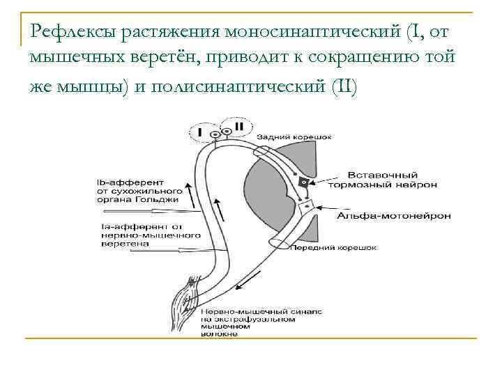 Схема рефлекса растяжения