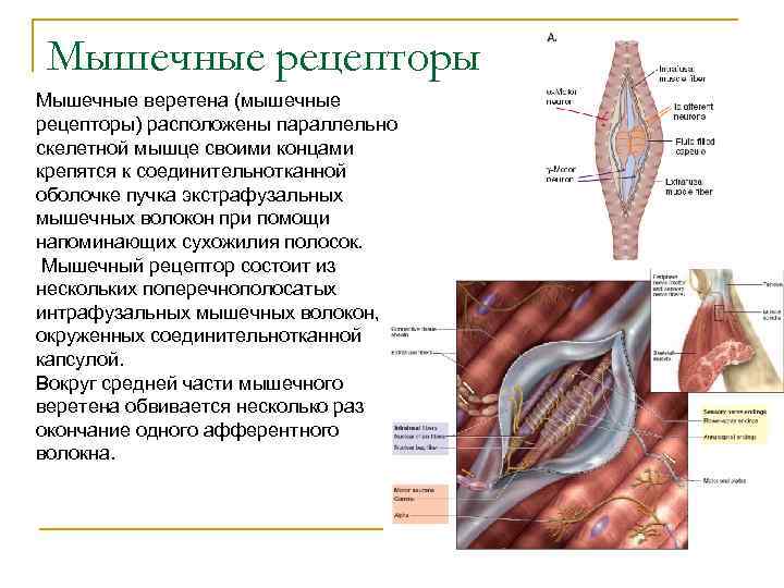 Скелетная мышца нервная система. Рецепторы мышц. Рецепторы мышечных веретен. Рецепторы скелетных мышц и сухожилий.. Проприорецепторы мышечные веретена.