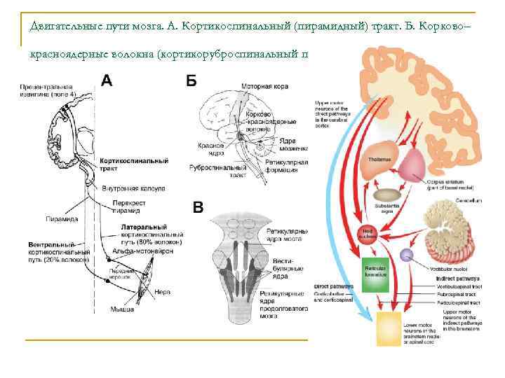 Схема кортико нуклеарного пути