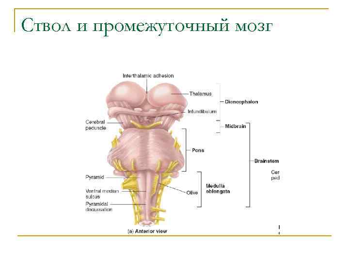 Ствол мозга рисунок