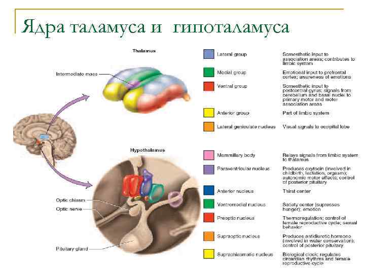 Таламус и гипоталамус. Ядра таламуса промежуточного мозга. Промежуточный мозг таблица таламус гипоталамус. Функции ядер гипоталамуса физиология. Строение таламуса и гипоталамуса таблица.