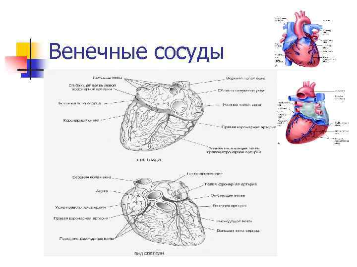 Венечные сосуды 