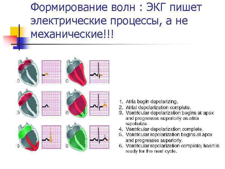 Формирование волн : ЭКГ пишет электрические процессы, а не механические!!! 