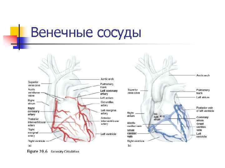 Венечные сосуды 