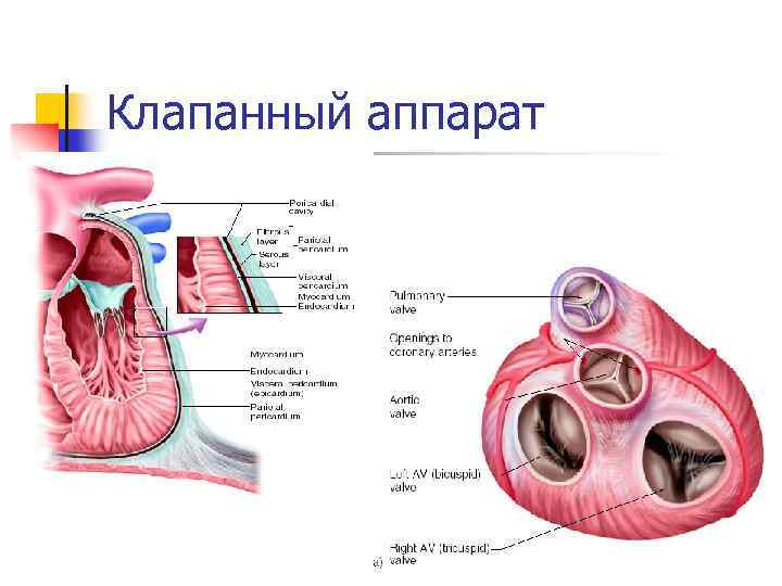 Клапанный аппарат 