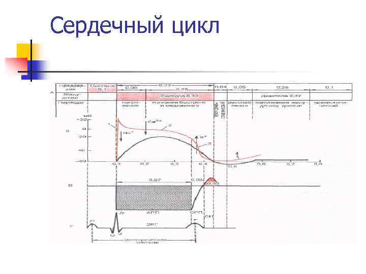 Сердечный цикл 