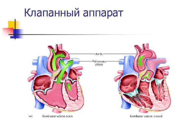 Рисунок клапанный аппарат сердца