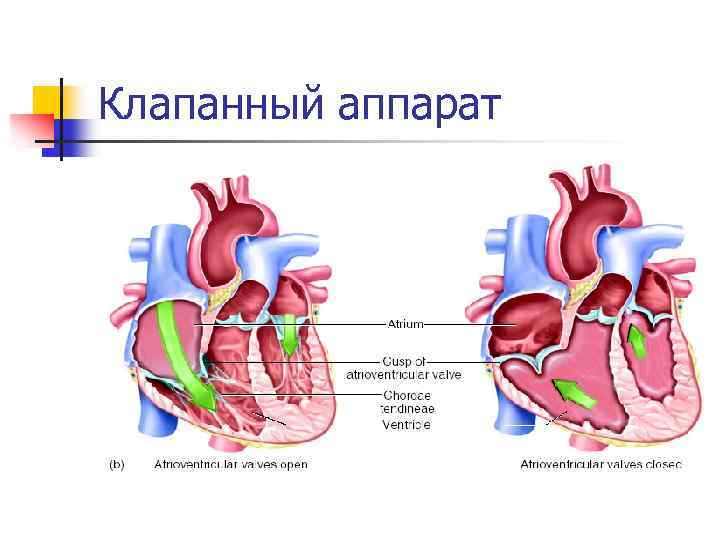 Клапанный аппарат 