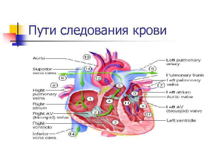 Пути следования крови 