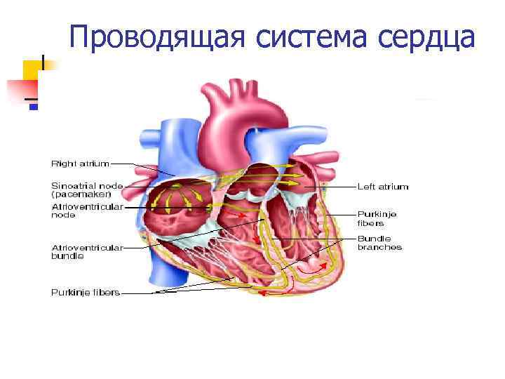 Проводящая система сердца 