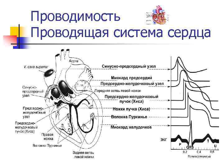 Физиология сердца схема