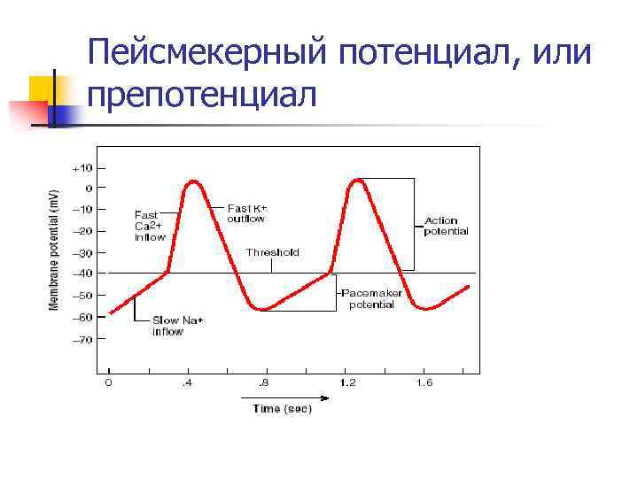 Пейсмекерный потенциал, или препотенциал 