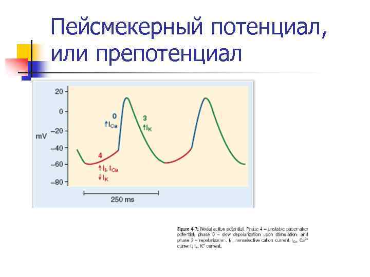 Пейсмекерный потенциал, или препотенциал 