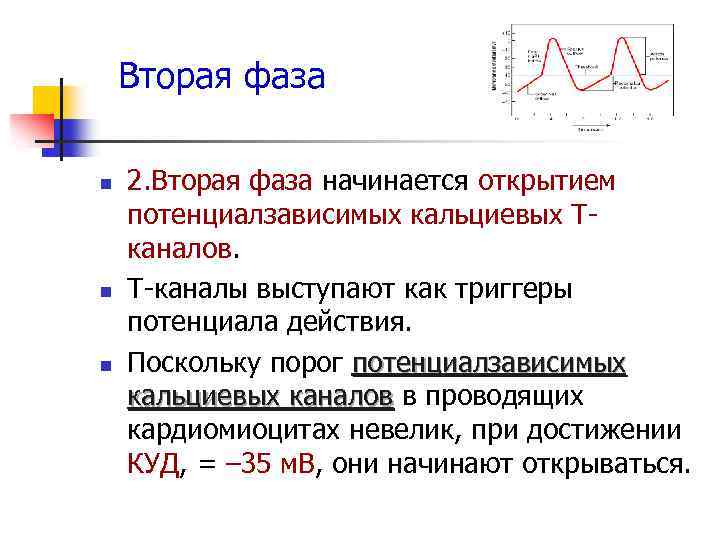 Вторая фаза n n n 2. Вторая фаза начинается открытием потенциалзависимых кальциевых Тканалов. Т-каналы