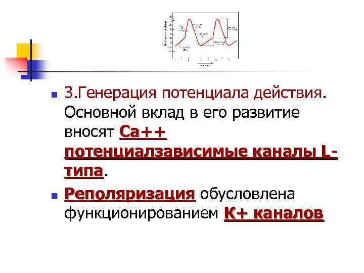 n n 3. Генерация потенциала действия. Основной вклад в его развитие вносят Ca++ потенциалзависимые