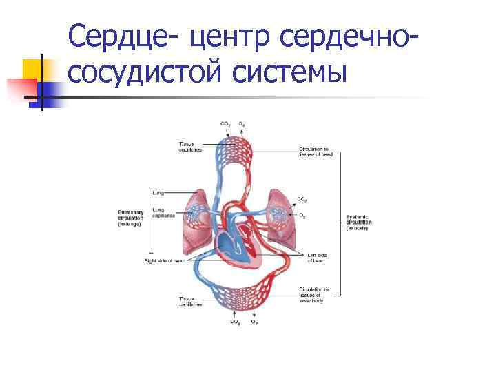 Сердечный центр. Сердечный центр физиология. Спиральный сердечный центр физиология. Карта сердечный центр.