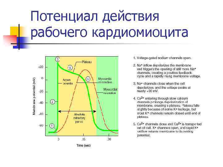 Рабочее действие