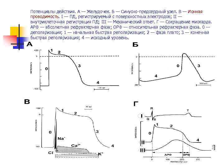 В основе потенциала действия лежат. Фазы потенциала действия атипичных кардиомиоцитов. Потенциал действия миокарда желудочков.