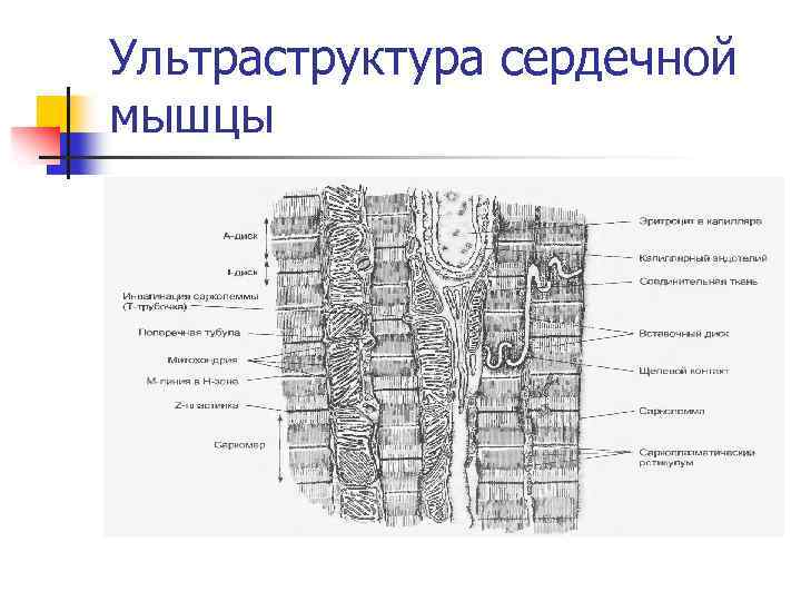 Ультраструктура сердечной мышцы 