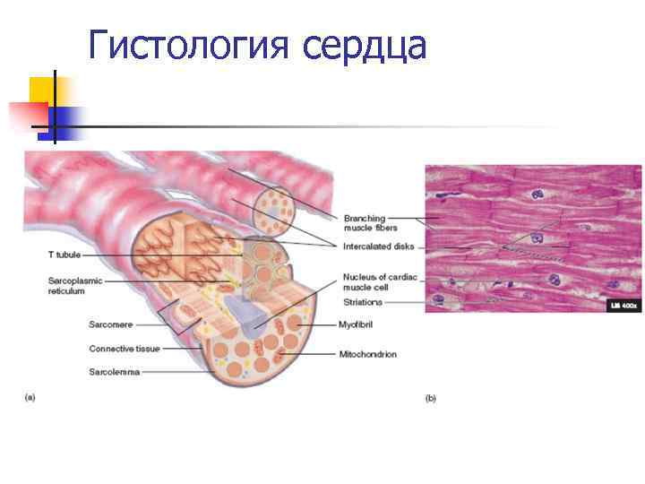 Эндокард рисунок гистология