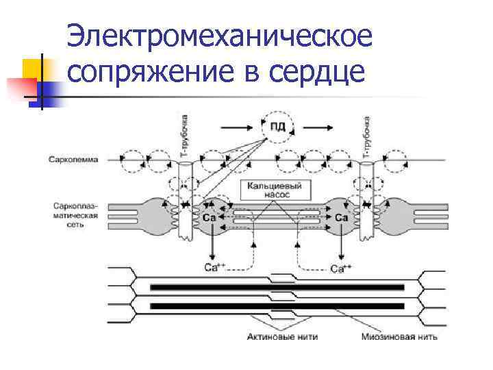 Электромеханическое сопряжение в сердце 