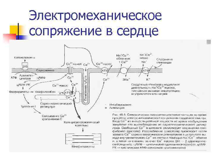 Электромеханическое сопряжение в сердце 