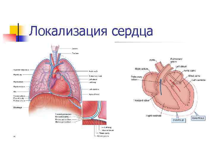 Сердечный вопрос