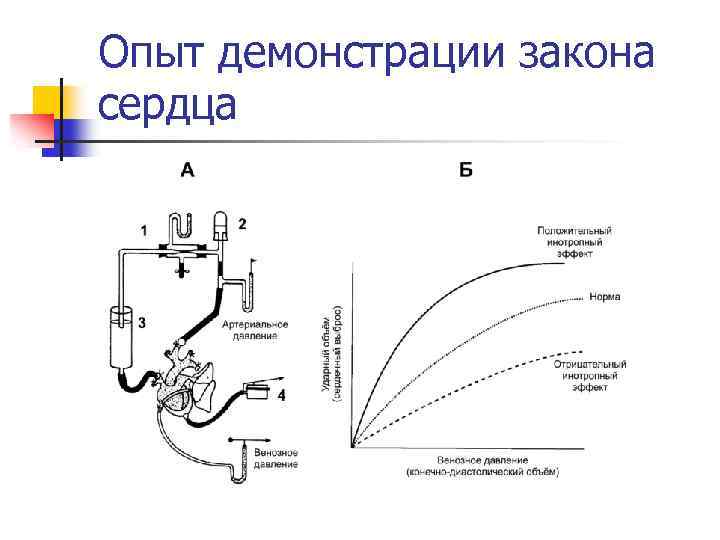 Опыт демонстрации закона сердца 