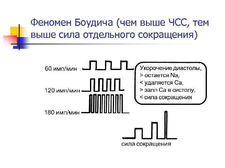 Феномен Боудича (чем выше ЧСС, тем выше сила отдельного сокращения) 