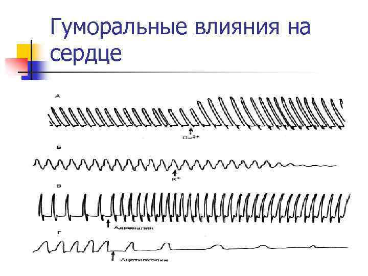 Гуморальные влияния на сердце 