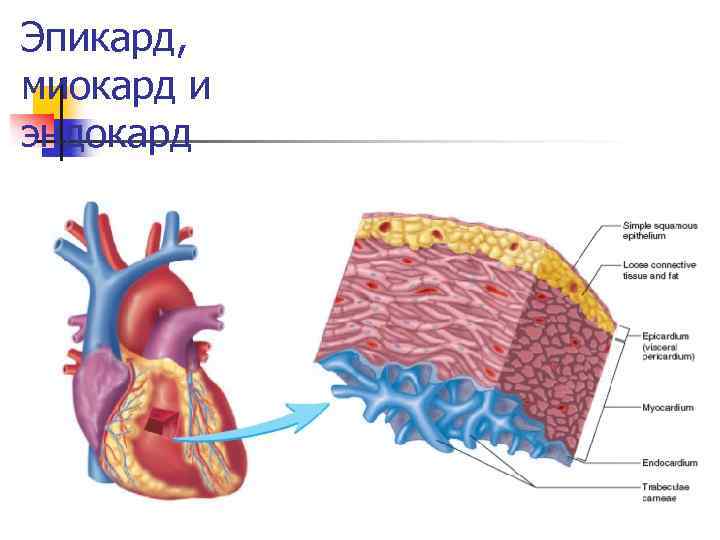 Эпикард, миокард и эндокард 