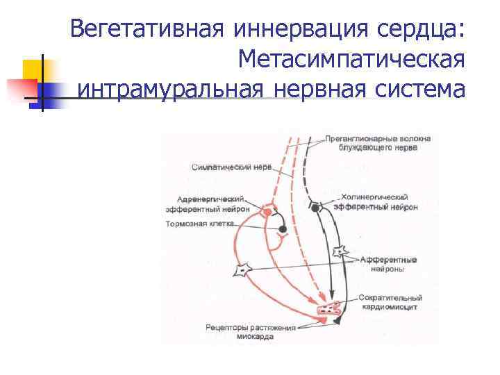  Вегетативная иннервация сердца: Метасимпатическая интрамуральная нервная система 