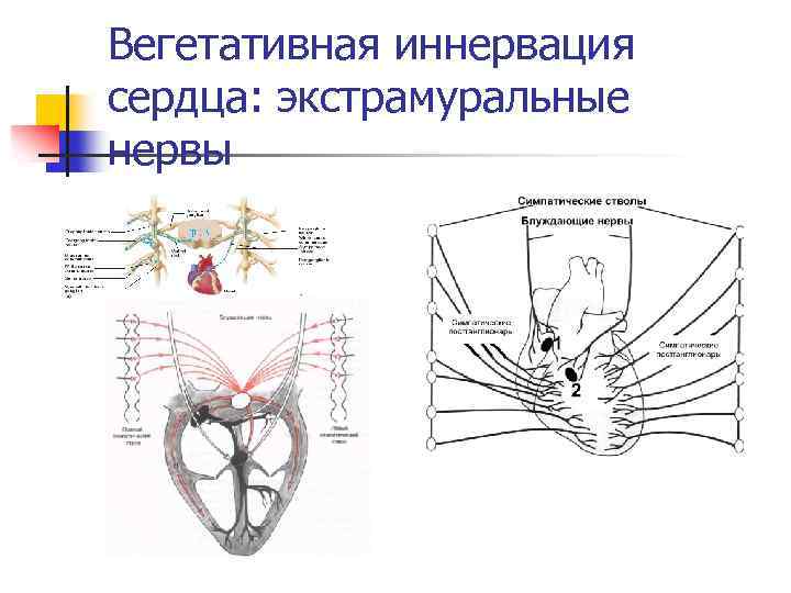Вегетативная иннервация сердца: экстрамуральные нервы 