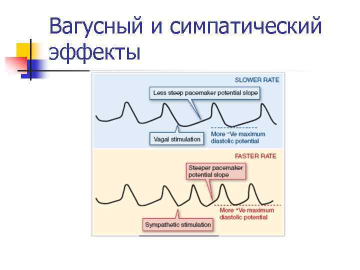 Вагусный и симпатический эффекты 