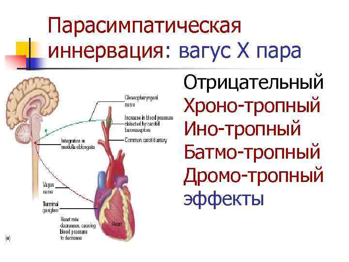 Парасимпатическая иннервация: вагус X пара Отрицательный Хроно-тропный Ино-тропный Батмо-тропный Дромо-тропный эффекты 