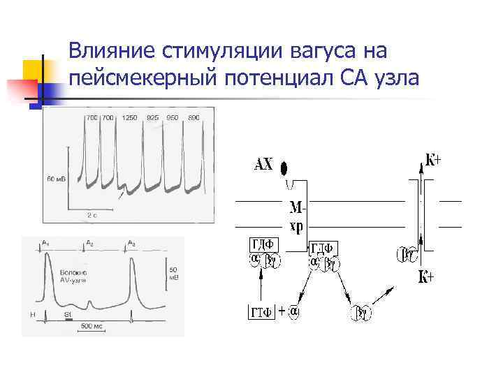Влияние стимуляции вагуса на пейсмекерный потенциал СА узла 