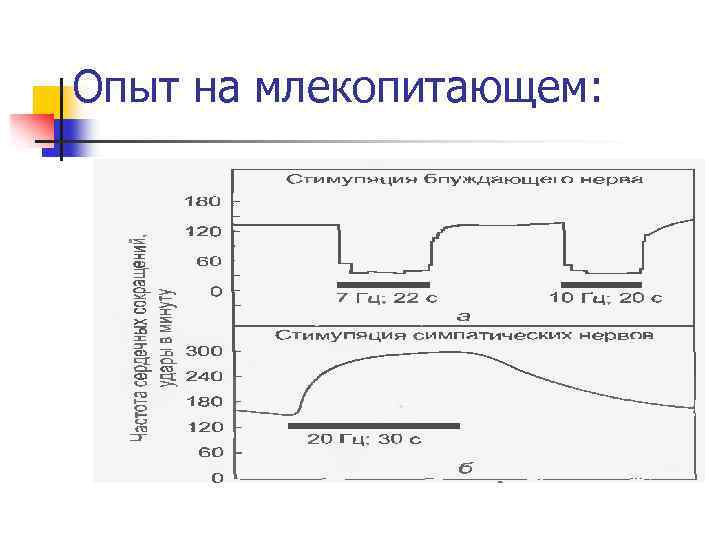 Опыт на млекопитающем: 