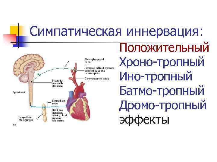 Симпатическая иннервация: Положительный Хроно-тропный Ино-тропный Батмо-тропный Дромо-тропный эффекты 