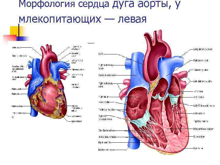 Правая дуга аорты у млекопитающих