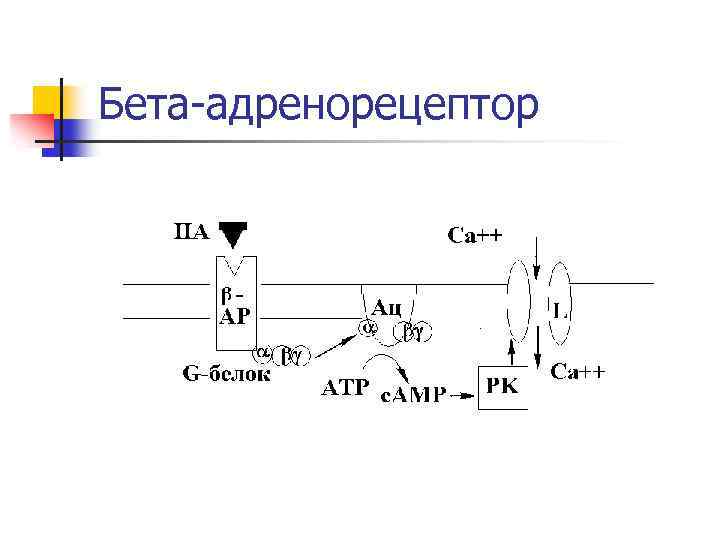 Бета-адренорецептор 