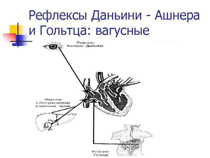 Рефлекс ашнера схема