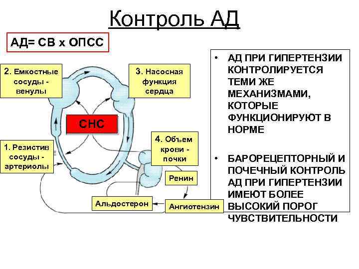 Контроль АД АД= СВ х ОПСС 2. Емкостные 3. Насосная сосуды венулы функция сердца