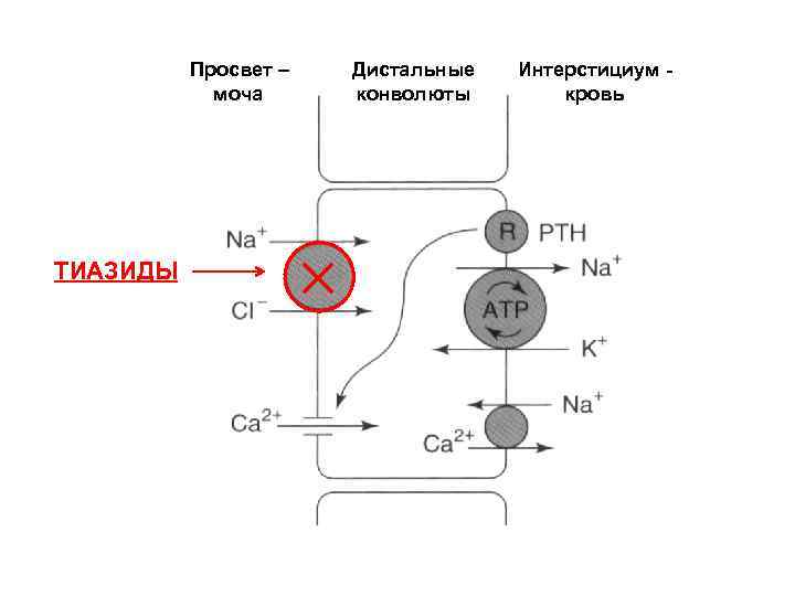 Просвет – моча ТИАЗИДЫ Дистальные конволюты Интерстициум кровь 