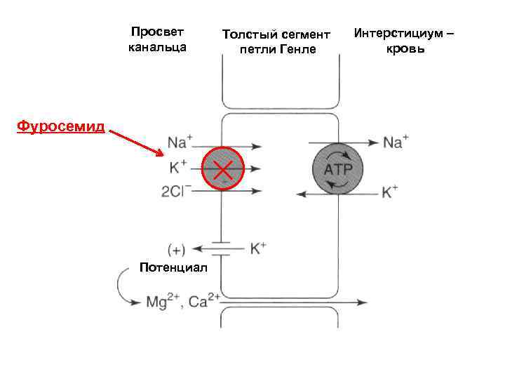 Просвет канальца Фуросемид Потенциал Толстый сегмент петли Генле Интерстициум – кровь 