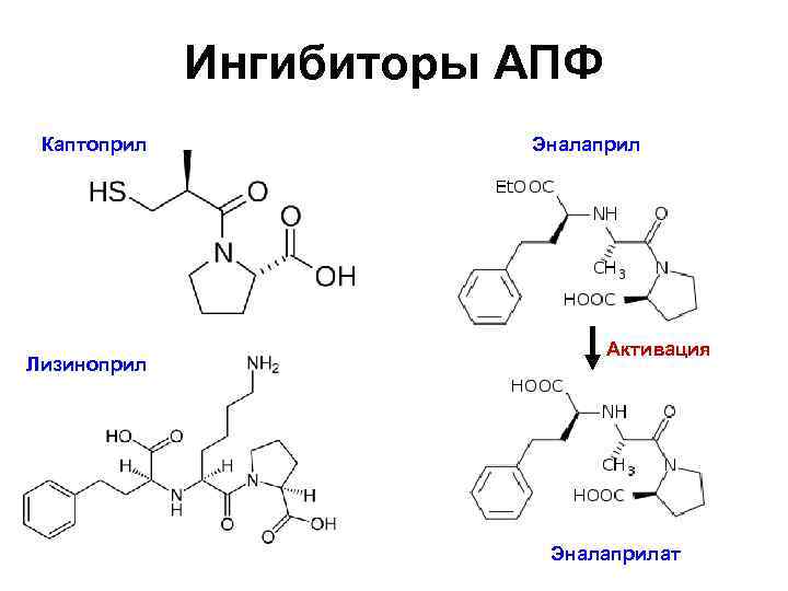 Ингибиторы АПФ Каптоприл Лизиноприл Эналаприл Активация Эналаприлат 