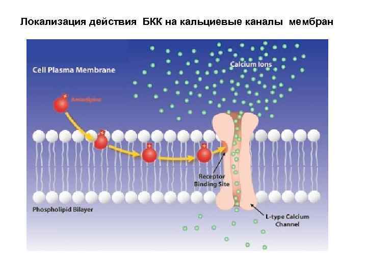 Локализация действия БКК на кальциевые каналы мембран 