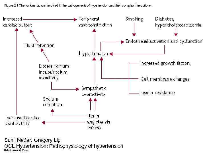 Figure 2. 1 The various factors involved in the pathogenesis of hypertension and their