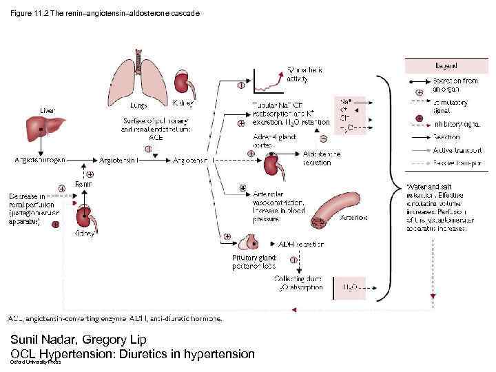 Figure 11. 2 The renin–angiotensin–aldosterone cascade Sunil Nadar, Gregory Lip OCL Hypertension: Diuretics in